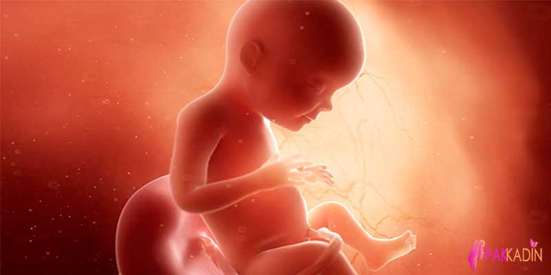 Hamileliğin 28. Haftasında Bebeğin Gelişimi