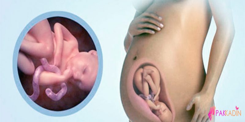 35. Hafta Hamilelikte Bebeğinizin Durumu Nedir?